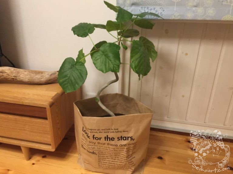 【１００均】観葉植物をオシャレに【植木鉢】真似したいペーパーバッグの活用法