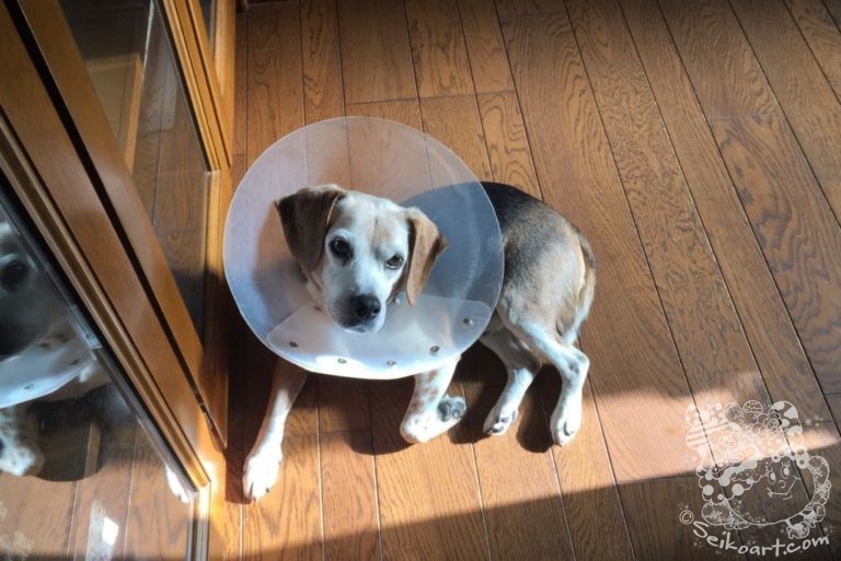 エリザベスカラーとQoo