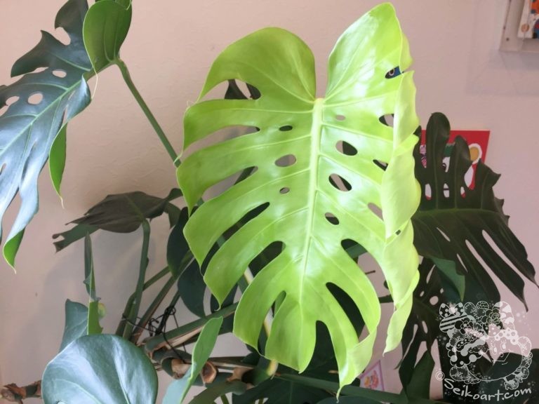 【観葉植物】モンステラの育ち方　定点観測から学ぶ生命力の神秘