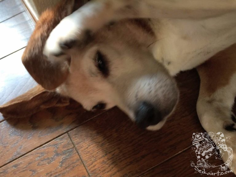 【犬のかゆみ治療薬アポキル】早くよく効き、安全性が高く、長期間投与することが可能になった新薬の効果や気になる値段は？