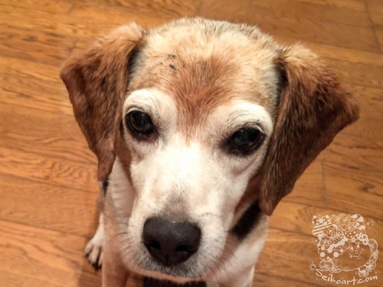 Qooの終わらない換毛期。ワンちゃんの謎な習性は野生に隠されていた！？