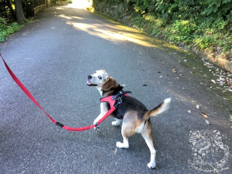 たった５分からでもいい！朝の散歩で乱れた「体内時計」をリセットしよう！