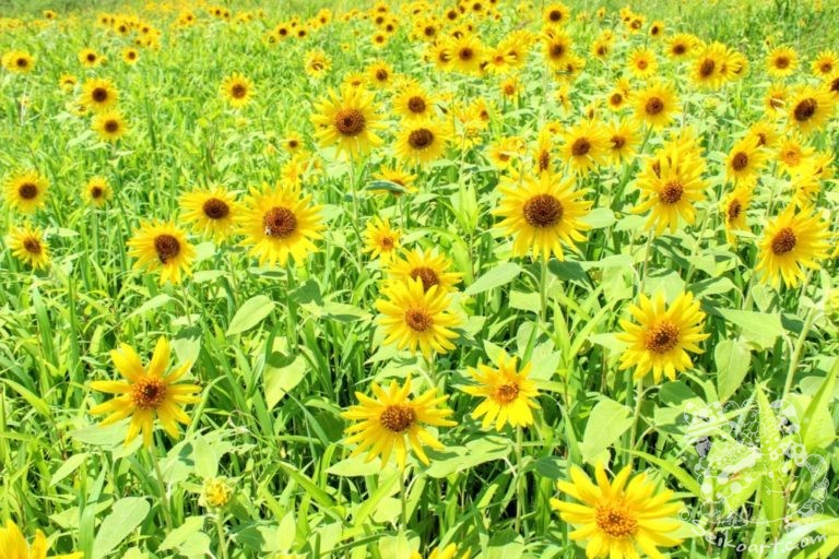 【兵庫県北部・丹波市】ひまわりに囲まれて夏を満喫する『ひまわり柚遊農園』がいまアツい！