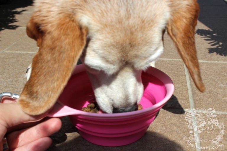 「食」の安全について考える【無添加ドッグフードbosch】ナチュラルドッグフードベレンのボッシュドッグフード