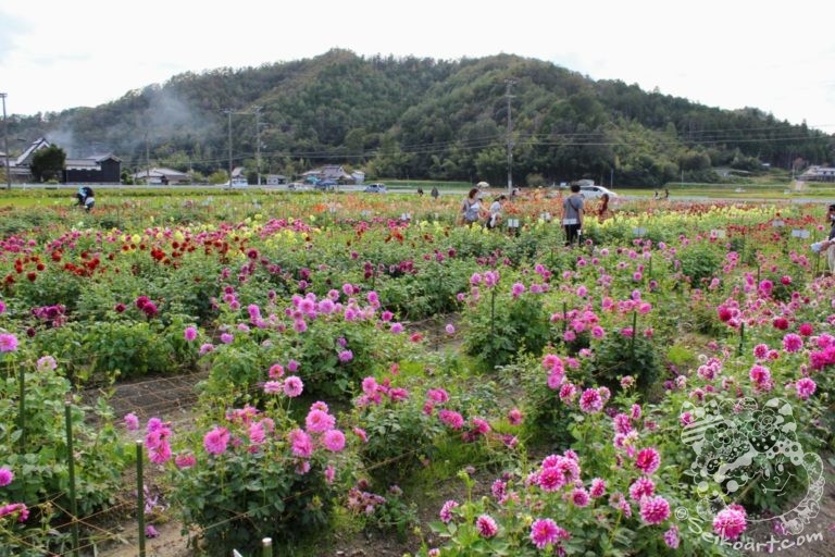 秋の今が見頃！【宝塚ダリア園2019】アクセスしやすくなったお花畑へダリアを見に行こう！