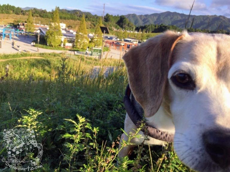 ブログをはじめて6カ月。アクセスが増えてきた『いぬくま美術館』から造形作家Seikoの作品を発信する