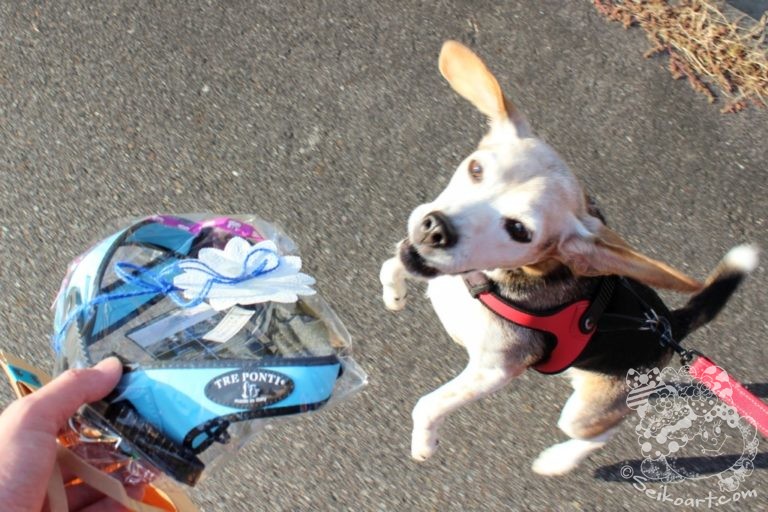 【愛犬おすすめハーネス】Tre Ponti(トレポンティー）かっこよくて丈夫なイタリア製ハーネスの使い勝手は？