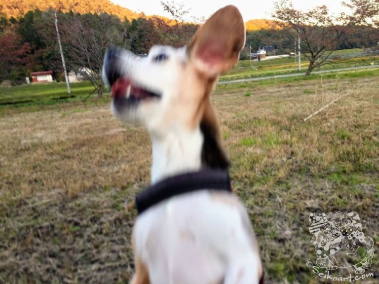 【愛犬のエネルギーを発散させる方法とは？】胃腸炎からの病み上がり謎のハッスル