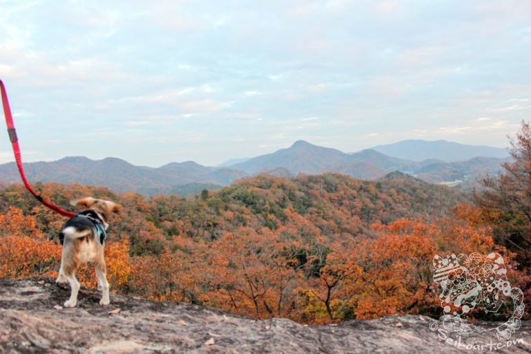 【宝塚西谷の森公園②】今度は尾根ルートを通って展望台へいってみたよ