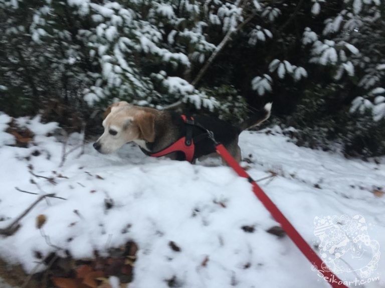【ビーグル】Qooは寒がりだけど雪が大好き【西谷の森公園】