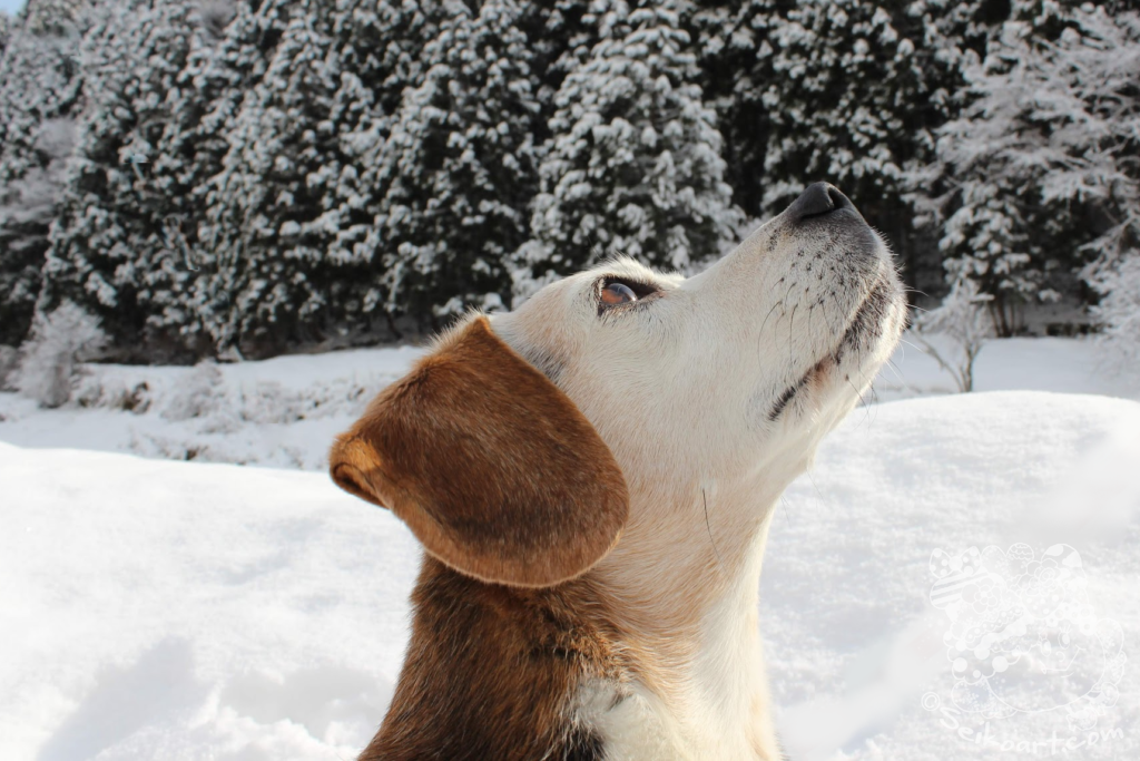 愛犬と行く 氷ノ山で大満足の雪遊び このあたりはどこでもスノーリゾート いぬくま美術館