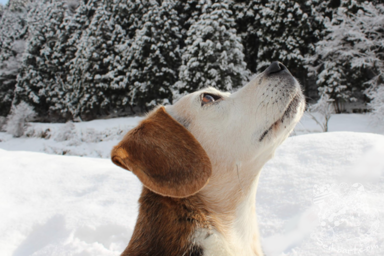 【愛犬と行く】氷ノ山で大満足の雪遊び②このあたりはどこでもスノーリゾート