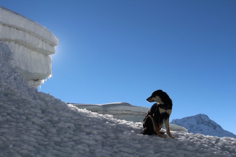 ヒマラヤ登山犬のその後はどうなった？ネパールの野良犬が登山隊についていったらヒマラヤを登頂してた話の続き