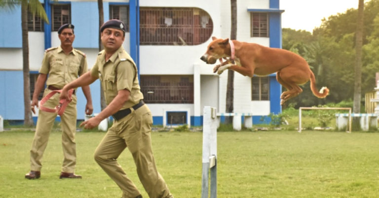 インドの野良犬が警察犬のトップに！救助されたパリア犬がエリート部隊に加わる