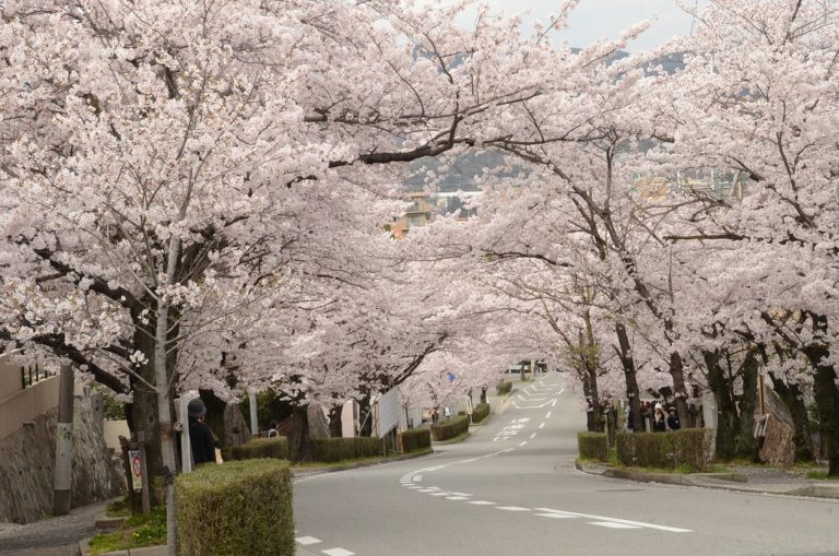 【宝塚市の桜の名所と穴場】おすすめの花見スポットの歩き方をこっそり教えます