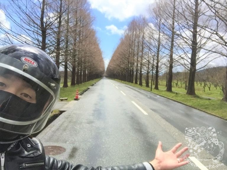 【琵琶湖ツーリング】マキノ高原のメタセコイヤ並木へ行ってきた！