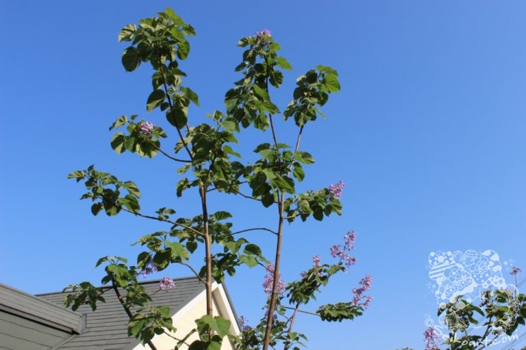 【驚愕】道路に生えていた雑草の成長が止まらない・・・実はとんでもない奴だった！