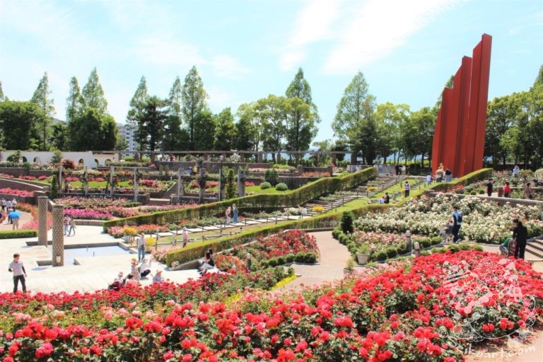【伊丹】荒牧バラ公園は満開でした！駐車場や施設などバラの見どころを紹介するよ♪