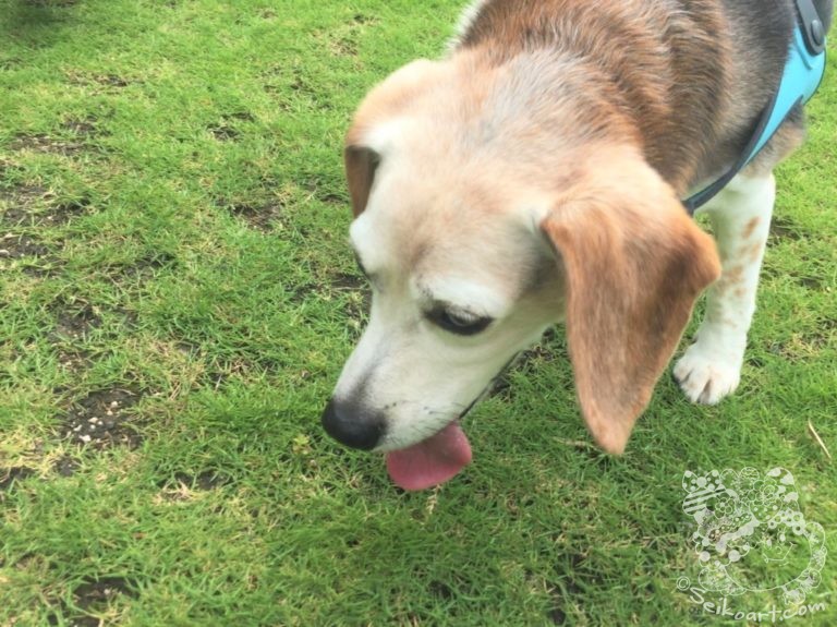 【愛犬とドライブ】真夏のおでかけはおあずけ？？