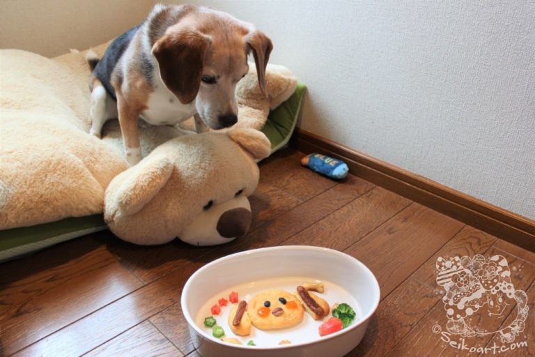 ビーグルQooが12歳に！誕生日のご飯はスペシャルメニューでご満悦♪