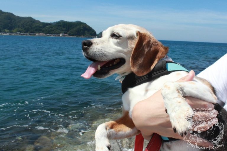 【愛犬と行く】旬のイカを求めて香住へ、そして余部鉄橋で空の廃線跡を歩く。
