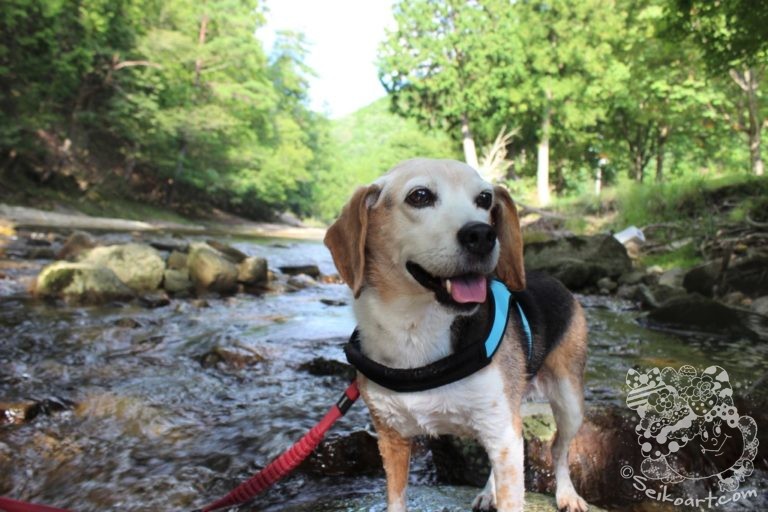 【兵庫県朝来市】愛犬と川遊びできる黒川渓谷（魚ヶ滝）へ行ってきた