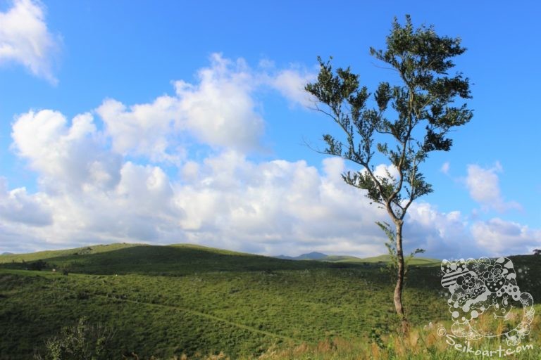 【秋吉台で犬のお散歩】３億5,000万年かけて生れた絶景は、まさに大地のアートだった！