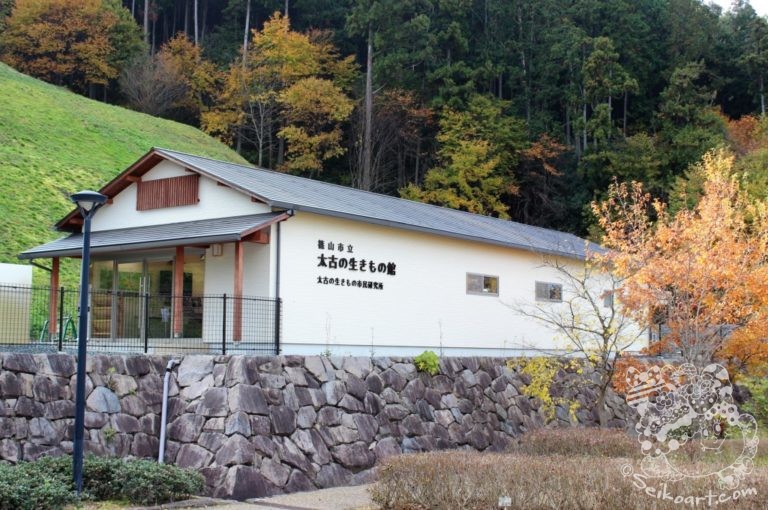 【恐竜】篠山層群が露出！太古の生きもの館で１億１千万年の記憶をたどる