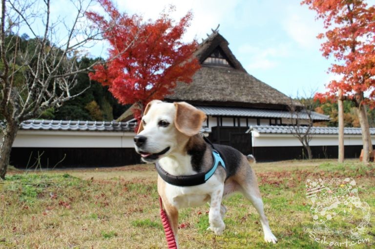 【丹波並木道中央公園】愛犬と散歩できる森の中にある特大スケールの公園