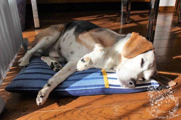 Qooの寝クリスマス