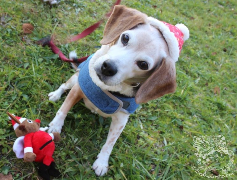 愛犬に毎月プレゼント『PECOBOX（ペコボックス）』が届いたよ！12月はクリスマス特別号♪