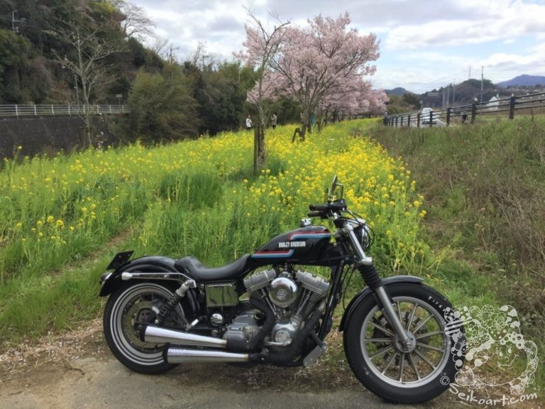 猪名川町の菜の花畑に桜が開花！今しか見れない春の絶景