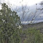 【当たり年】里山に咲く白い花の木の正体は何？