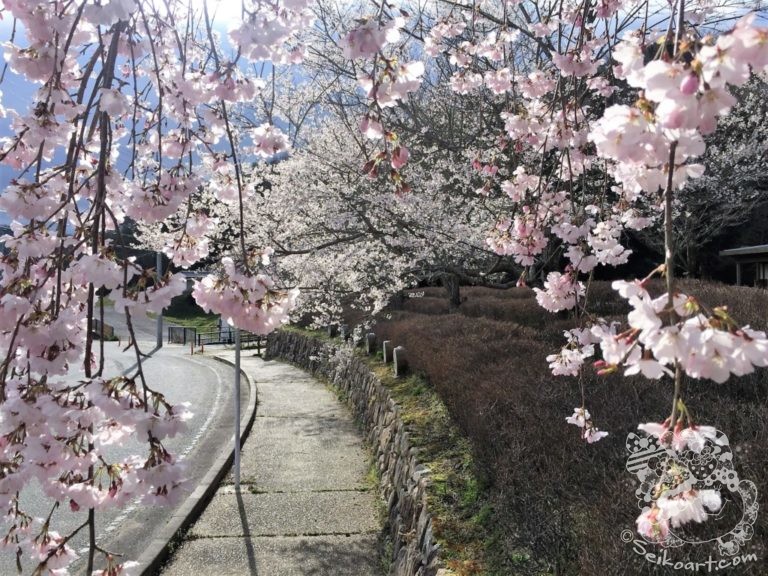宝塚西谷の森公園の桜が満開！