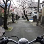 2020年はバイクで通り抜けた寿楽荘の桜のトンネル