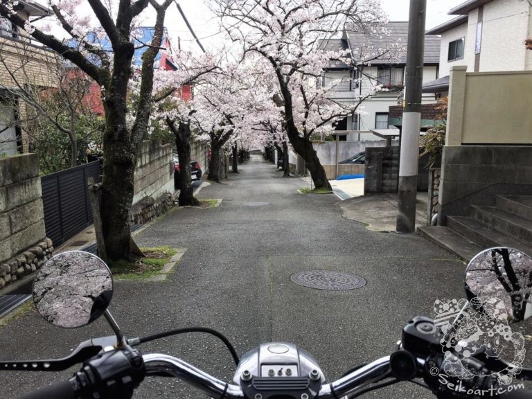 2020年はバイクで通り抜けた寿楽荘の桜のトンネル