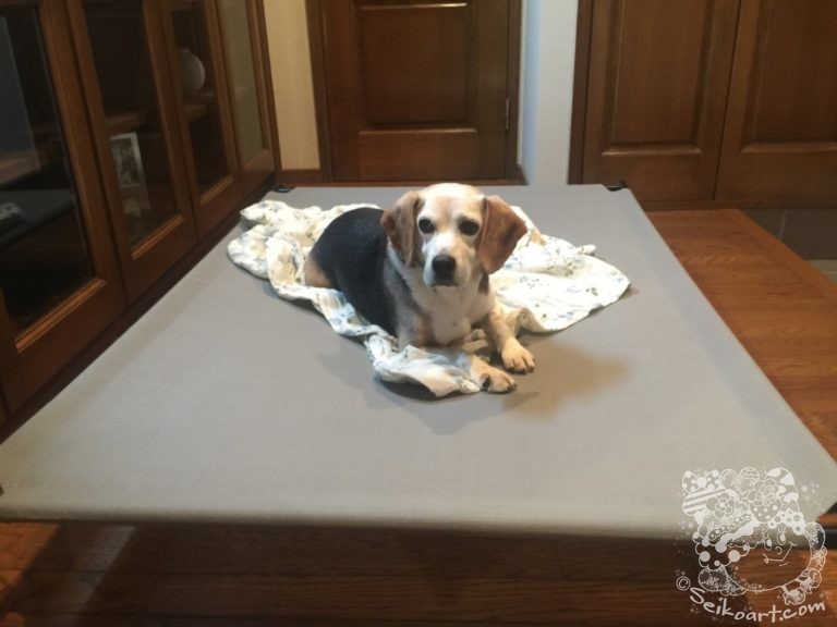 【Amazonベーシック】高床式のペット用冷却ベッドを買ってみた