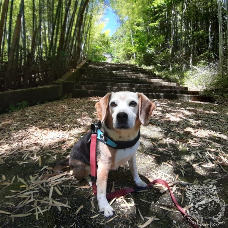 とあるQooの一日