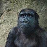 動物は「死」についてどのようにとらえているのか？