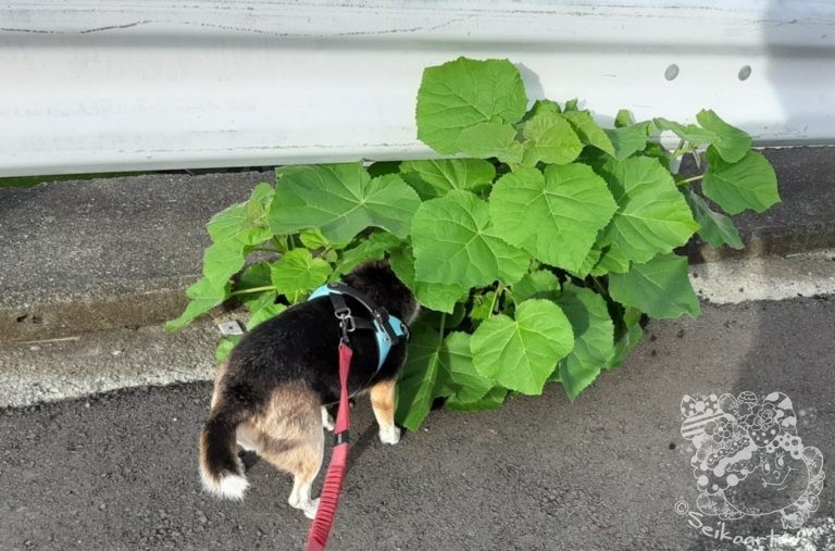 アスファルトを突き破ってあいつが再び帰ってきた！