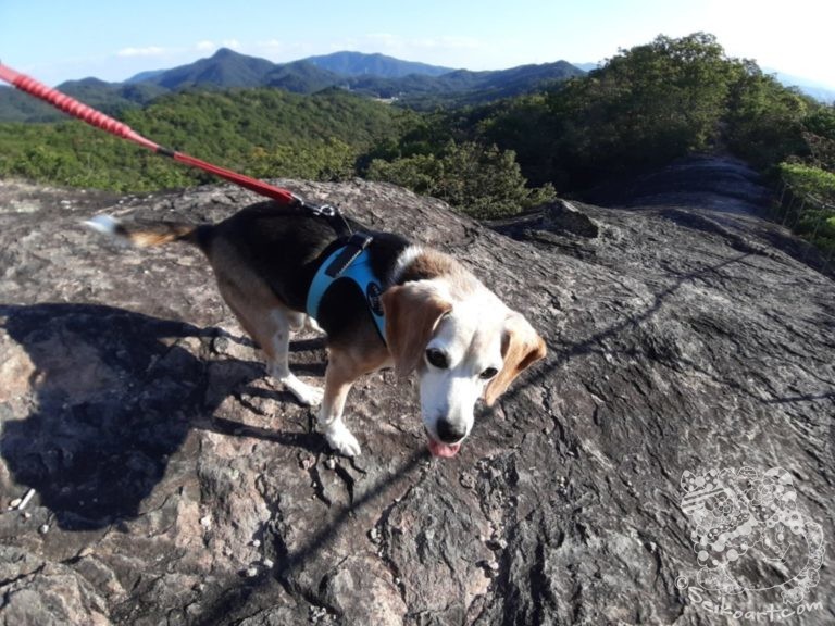 【シニア犬】今シーズンも宝塚西谷の森公園でリハビリ開始