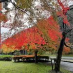 【兵庫県多可町】偶然みつけた至福の紅葉スポット