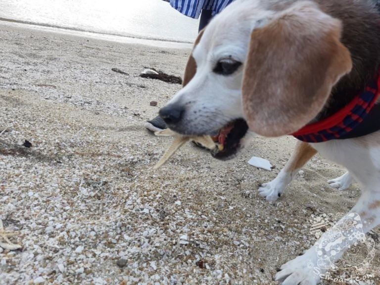 砂浜でQooが美味しそうにボリボリ食べていたものとは？