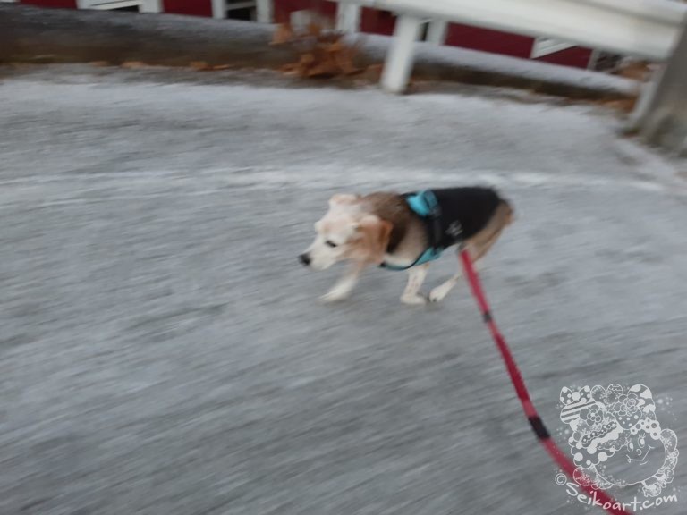 【極寒】今シーズン初の積雪でテンションがあがるのだが・・・