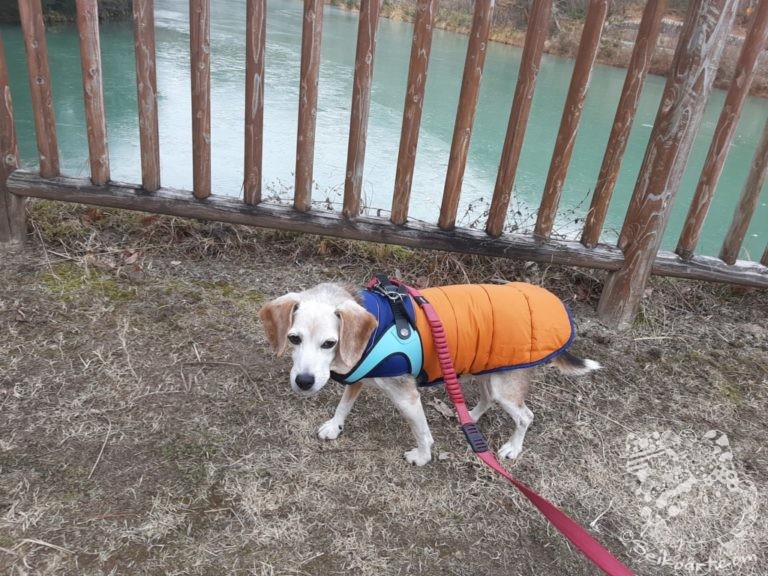 【宝塚西谷の森公園】森へ行くと池の水が全部凍ってた。