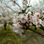 【2021】諸行無常を体現する「桜」が今年も咲きました！