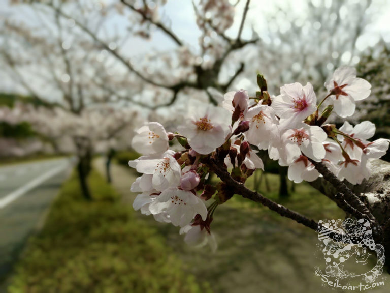 【2021】諸行無常を体現する「桜」が今年も咲きました！