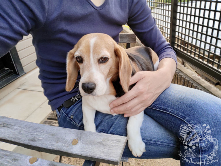 繁殖引退犬Tenの第2の物語がはじまる