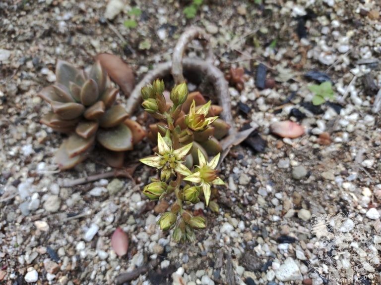 【白牡丹】謎の生命力！お庭の多肉植物にも花が咲く？