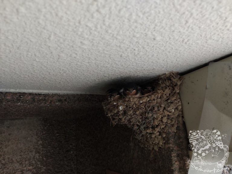 楽しみだったツバメの巣立ち・・・。